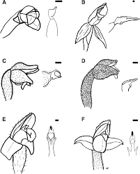 Image result for Platylepis glandulosa