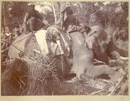 King George V's Hunting in Nepal in ...