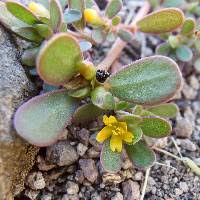 Image result for Portulacaceae