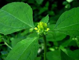 Image result for Sclerocarpus africanus