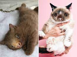 Funny george bush eating cat photoshop picture. Lolcats Photoshop Lol At Funny Cat Memes Funny Cat Pictures With Words On Them Lol Cat Memes Funny Cats Funny Cat Pictures With Words On