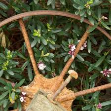 Image result for Synandrodaphne