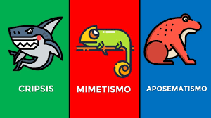 Cual Es La Diferencia Entre Cripsis Mimetismo Y Aposematismo Youtube cual es la diferencia entre cripsis mimetismo y aposematismo