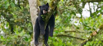 Its prehensile tail, which can grow to found in central and south america, these animals dine exclusively on leaves and fruit and only come down from the canopy when necessary. Seven Worlds One Planet South America How To Help The Amazon Rainforest Anglophenia Bbc America