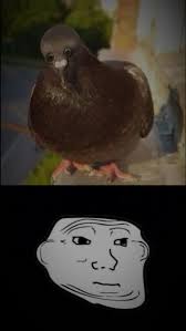 Pigeon with His Head Down Video