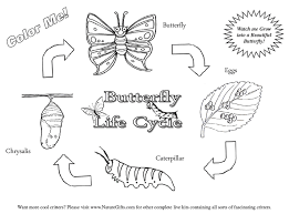 Printable Pictures Of Caterpillars Large Selection Of Free Butterfly Coloring Pages From Thebutterfl Life Cycles Butterfly Life Cycle Butterfly Coloring Page