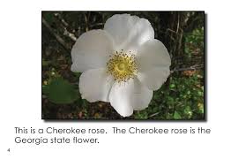 Blooming from march through august, these dazzling wild flowers range in color from white to. Georgia State Symbols First Grade Book Wilbooks
