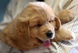 Trenton Thunder Bat Dog Derby S Puppies Take First Vet Visit Like Champs Bat Dog Puppies Dogs