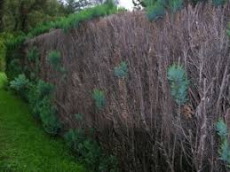 Welche hecke wächst am schnellsten. Hecke Schneiden Deingruen De