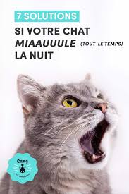 Votre Chat Miaule La Nuit Decouvrez Pourquoi En 2020 Chat Comportement Chat Miaulement Chat