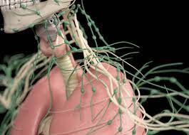 Geschwollene Lymphknoten Beim Kind Netpapa