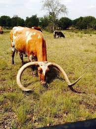 Penny Haulman Photo Credit Amazing Longhorn Pinned Both To Nat Ani Mam Ungulates Even Toed Artiod Animals Animals Beautiful Unusual Animals