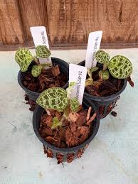 Image result for Orthochilus walleri