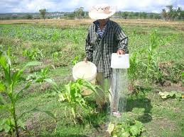 Check spelling or type a new query. Musim Tanam Mundur Petani Tanam Jagung