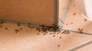 Some of the most common methods include. Ant Exterminator Cost Ant Treatment Price Guide Pest Samurai