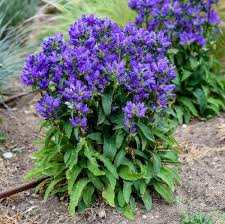 Delphinium Violets Are Blue shipped from Grower to your door