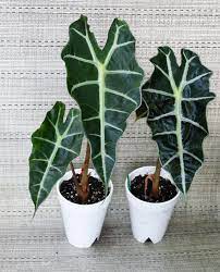 Live Alocasia Polly African Mask Plant Amazon Etsy Plants Growing Plants Alocasia Plant