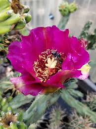 Image result for Cola clavata