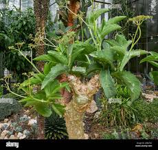 Image result for Cyphostemma obovato-oblongum