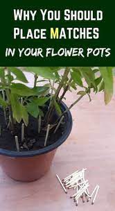 Pin On Plants