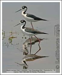 Dec 09, 2015 · statuesque, stately, and elegantly plumaged, with long necks and long legs, herons rank among our most conspicuous and beautiful birds. Backyard Bird Identification Killdeer Avocet Stilt