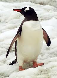 Examples of workforce in a sentence. Penguin Definition And Synonyms Of Penguin In The Malay Dictionary