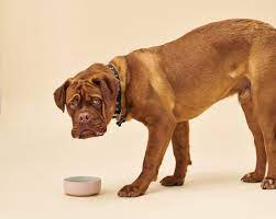 What You Need To Know About Salt In Dog Food Scratch