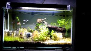Tanaman aquascape, ada berbagai tanaman aquascape yang bisa dipilih misalnya java moss, buce, amazon sword untuk mempercantik tampilan ekosistem tipe tanaman aquascape. Pengaruh Co2 Bagi Tanaman Aquascape Youtube