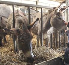 What are the benefits of drinking camel milk? Nutritional And Health Benefits Of Donkey Milk