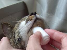 あなたの愛猫ちゃんのお顔に こんなできもの できていませんか これ 猫ニキビ と呼ばれる 皮膚炎の１種なんです ニキビといえば人間にもできるものですし できれば動物病院に行かずに 自宅で治療してあげたいですよね 今回は 猫のできものの正体 猫ニキビの