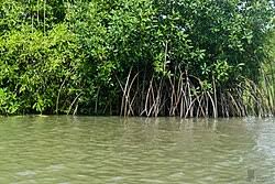 Image result for Crotalaria pseudotenuirama