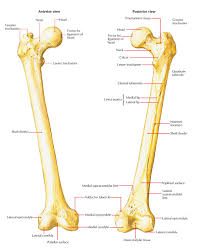 Image result for Femur Bone