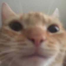 Mar 27, 2021 · staring cat / swag cat / gusic staring cat, also known as gusic and swag cat, refers to a ginger cat known for his photographs in which it stares directly at the camera. Swgcat Staring Cat Gusic In 2021 Dumb Cats Cats Cute Little Animals