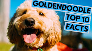 We did not find results for: Goldendoodle Top 10 Interesting Facts Youtube