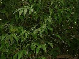 Image result for Olax pentandra