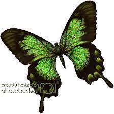 Photo 69206646 B1 Gif Butterfly Pictures Blue Butterfly Butterfly Species