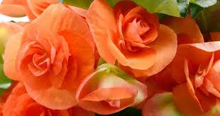 So it's no surprise the plants tend to thrive in containers. Rieger Begonia Care How To Grow Elaitor Begonia Plants