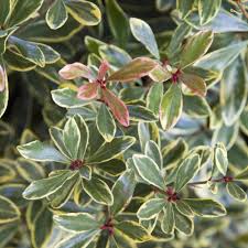 The variegated dogwood shrub grows 7 to 9 feet tall and wide. Reviews For Southern Living Plant Collection 2 Gal Juliet Variegated Cleyera Shrub With Olive Green And Cream White Leaves 55132 The Home Depot