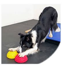 Active play everyday improve your dog's dynamic balance, independent limb awareness and coordination with fitpaws® balance pods. Fitpaws Paw Pods