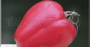 Tomate Coeur De Boeuf Reif Red Tomates Cœur De Bœuf Boeuf