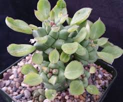 Image result for Monadenium hirsutum