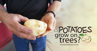 Maybe you would like to learn more about one of these? Do Potatoes Grow On Trees Texas Farm Bureau Table Top