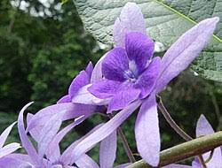 Image result for Petrea volubilis