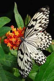 My Nashli Novye Piny Dlya Vashej Doski Zhuki Animal Fabuloso Imagenes De Mariposas Libelulas