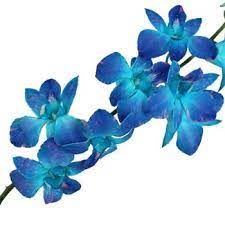 Blue Raspberry Orchid Flower Fiftyflowers Com Blue Orchid Flower Blue Dendrobium Orchids Orchid Flower