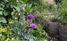 Image result for eustoma lisianthus in garden