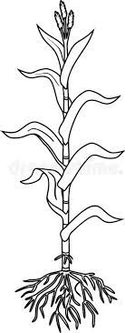 The cheaper gunpowder recipe has been moved to the chemistry station. Corn Coloring Stock Illustrations 588 Corn Coloring Stock Illustrations Vectors Clipart Dreamstime