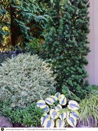 Image result for Buxus acutata