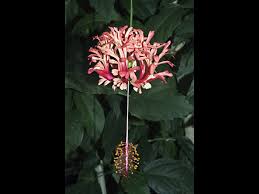 Image result for Hibiscus aponeurus