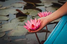 Somewhat off the beaten path for international visitors, the charming destination is popular with thai couples looking for. The Ultimate Guide To The Red Lotus Sea Thailand
